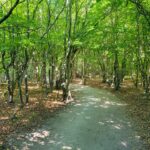 Gespensterwald Nienhagen 1