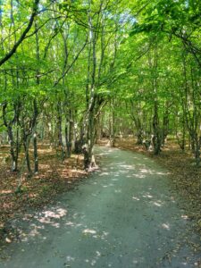 Gespensterwald Nienhagen 1