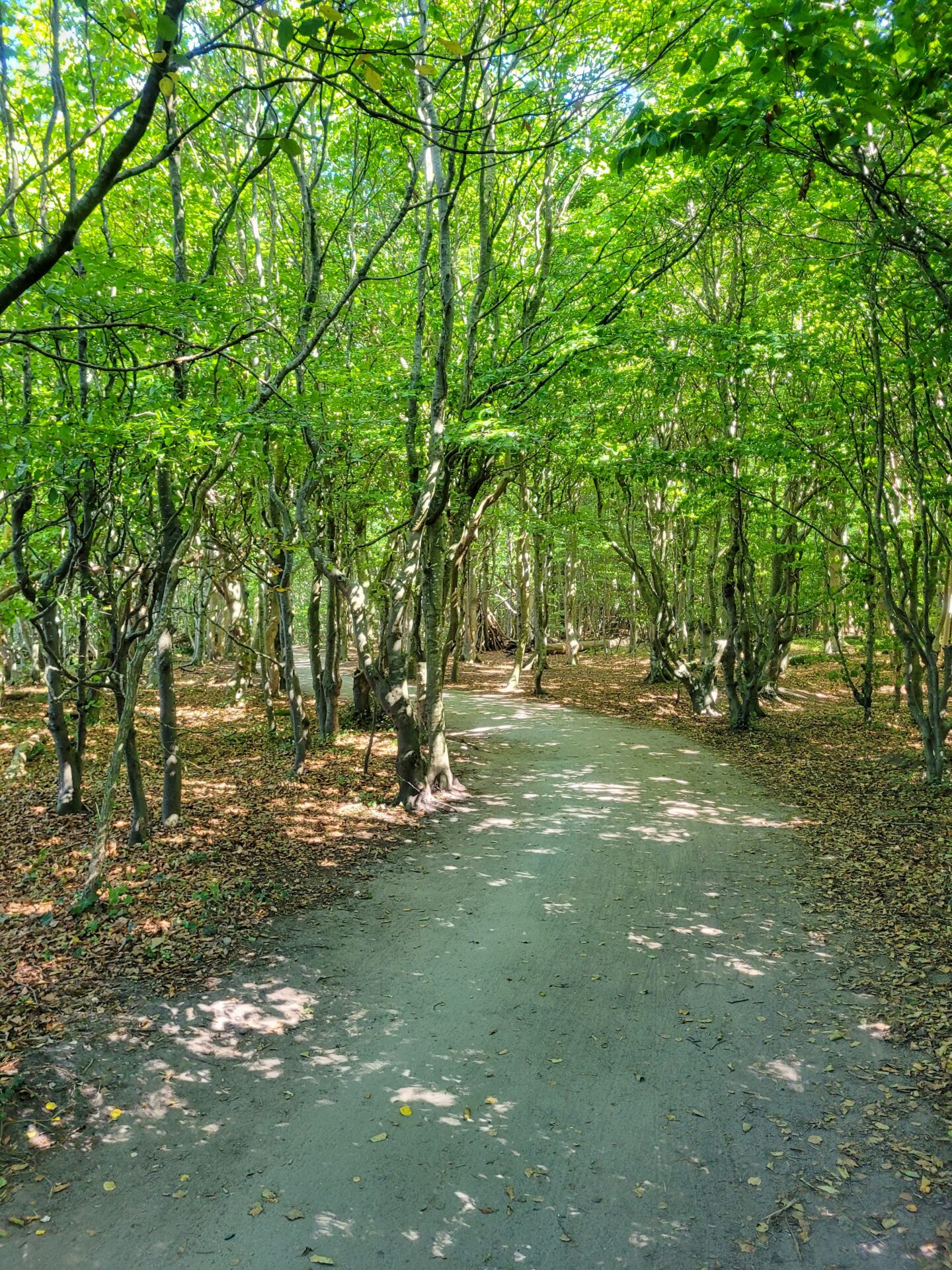 Gespensterwald Nienhagen 1
