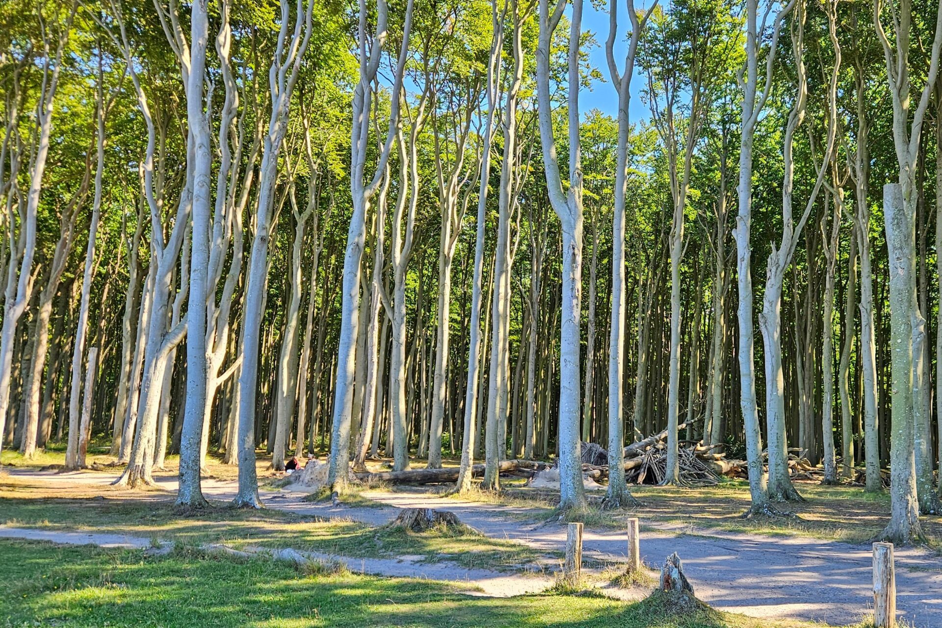 Gespensterwald Nienhagen 2