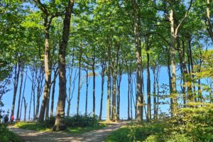 Gespensterwald Nienhagen 3