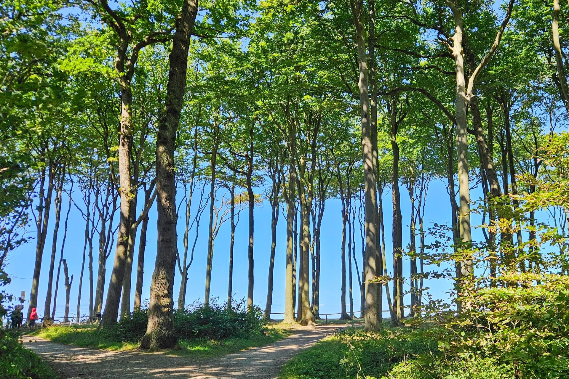 Gespensterwald Nienhagen 3