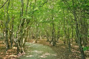 Gespensterwald Nienhagen