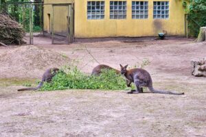 Kängeruh - Rostocker Zoo