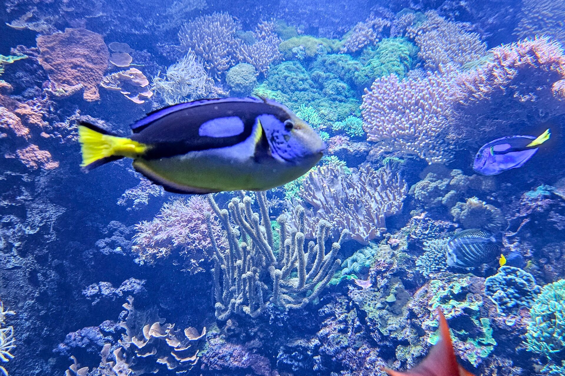 Meerwasseraqaurium 2 - Rostocker Zoo
