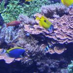 Meerwasseraqaurium 3 - Rostocker Zoo