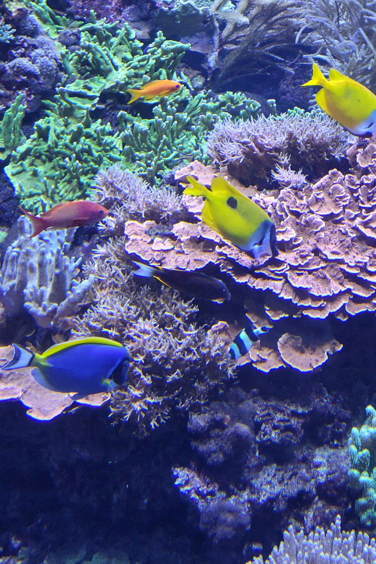 Meerwasseraqaurium 3 - Rostocker Zoo