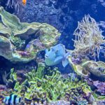 Meerwasseraqaurium - Rostocker Zoo