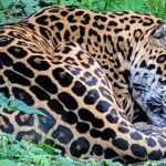 Schlafender Leopard - Rostocker Zoo