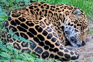 Schlafender Leopard - Rostocker Zoo