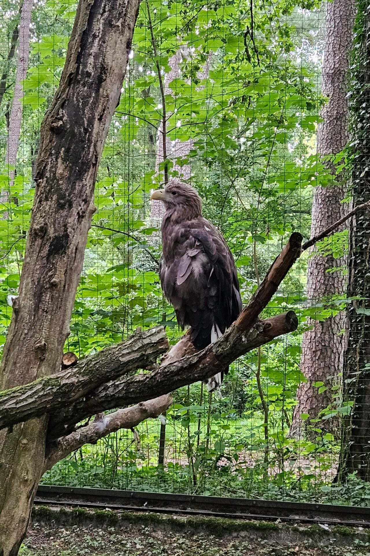 Steinadler - Rostocker Zoo