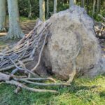 Umgefallener Baum Nienhagen