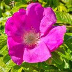 Wildrosenblüte Nienhagen