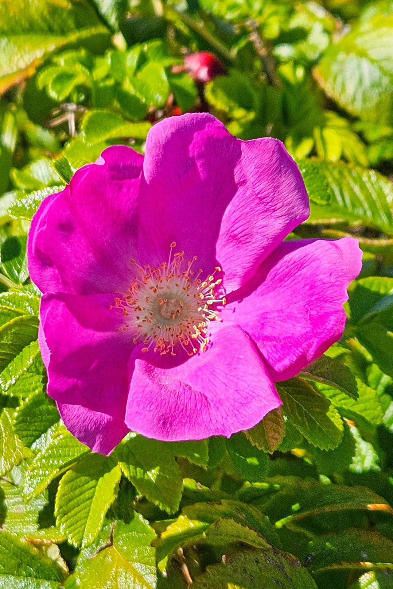 Wildrosenblüte Nienhagen