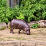 Zwergflusspferd - Rostocker Zoo