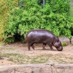 Zwergflusspferd - Rostocker Zoo