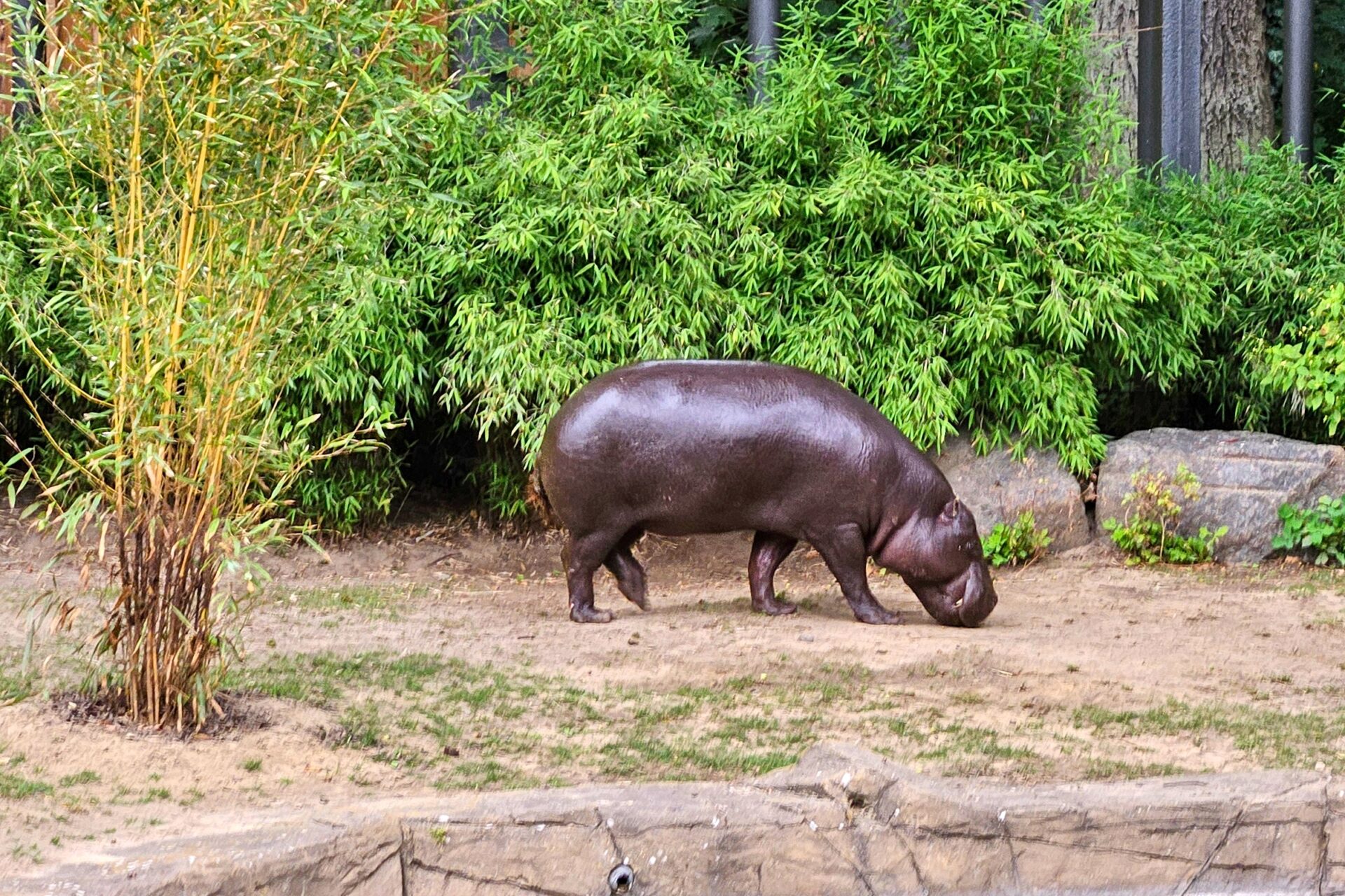 Zwergflusspferd - Rostocker Zoo