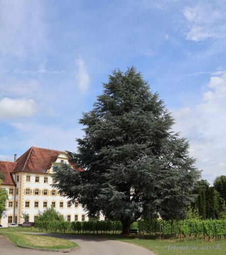 Baum im Schloss Salem am Bodensee