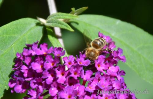 Biene-auf-Sommerflieder