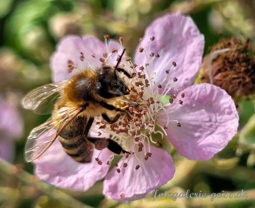 Biene-fotografiert-auf-einer-Brombeer-Bluete