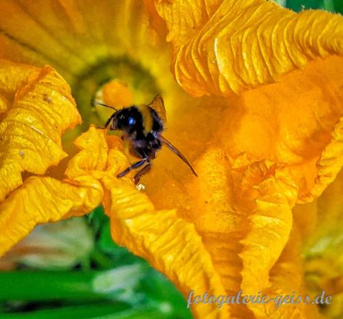 Hummel-in-Zucchini-Bluete