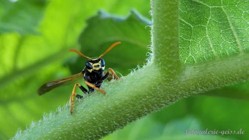 Wespe-auf-einem-Sonnenblumenstiel