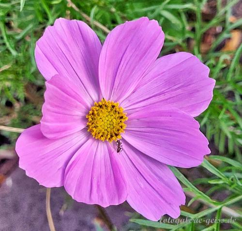 Bluete-der-Cosmea