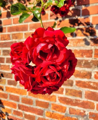 Rote-Rosen-in-Pilsum-bei-Greetsiel-an-der-Nordsee