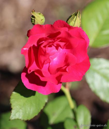 Rote Rosenbluete in Lieser an der Mosel