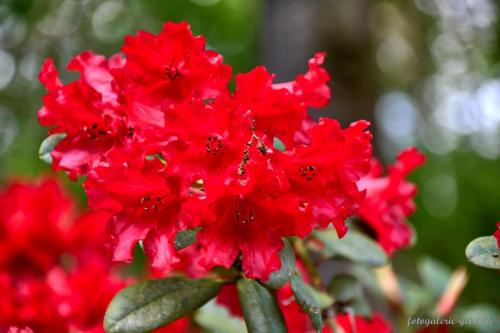 Roter-Rhododendron