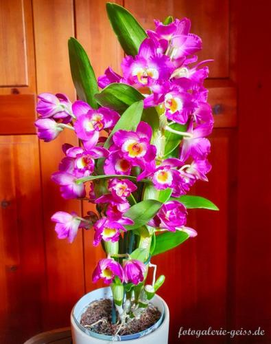 Traumhaft-schoen-bluehende-Dendrobium-Nobile-Orchidee