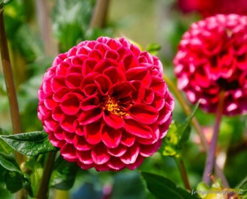 Wunderschoene-Bluete-einer-Dahlie-im-Palmengarten-Frankfurt-I