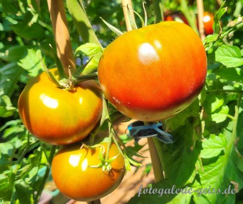 Reife-Tomaten-in-unserem-Garten