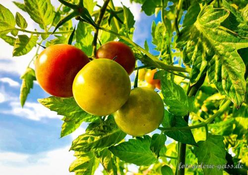 Tomaten-in-unserem-Dachgarten-I