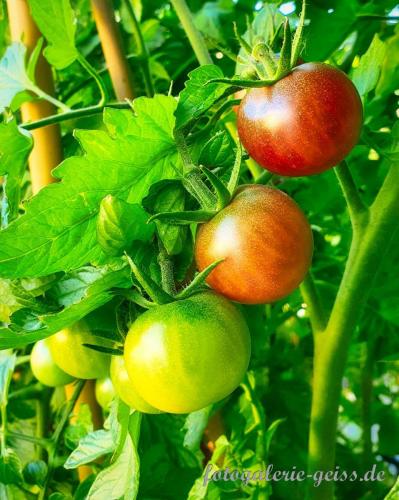 Tomaten-in-unserem-Garten-I