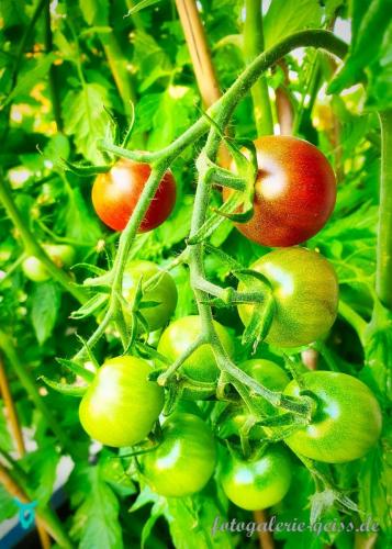 Tomaten-in-unserem-Garten