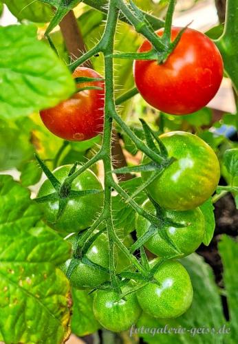Tomaten-zu-Hause-auf-unserem-Wintergarten