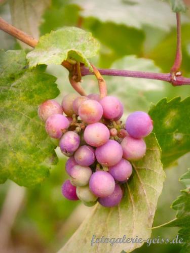 Vergessene-Weintrauben-im-Herbst
