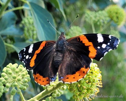 Schmetterling-Admiral-bei-einem-Spaziergang-fotografiert-I