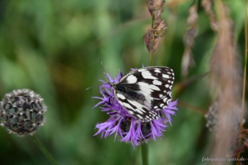 Schmetterling-Schachbrett-Melanargia-galathea-auf-Wiesenflockenbluete
