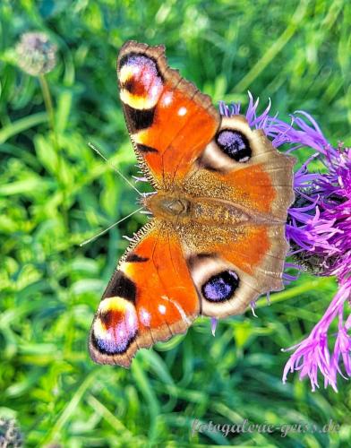Schmetterling-Tagpfauenauge-am-Damm-in-Gustavsburg-fotografiert