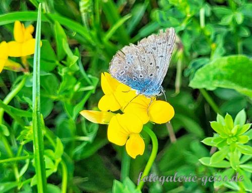 Schoener-Schmetterling-auf-gelben-Blueten