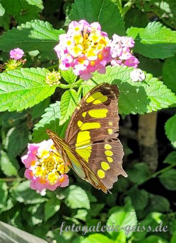 Wunderschoener-Schmetterling-auf-rosa-Blueten