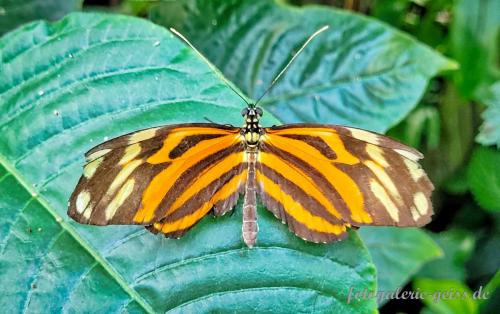 Wunderschoener-Schmetterling-im-Palmengarten-Frankfurt