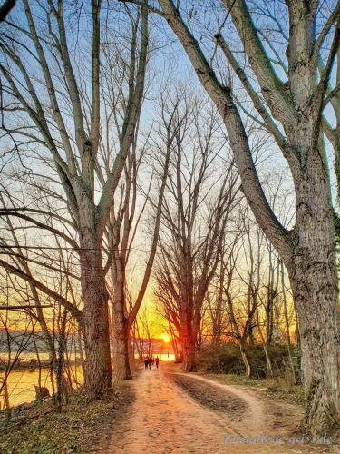 Allee-im-Sonnenuntergang