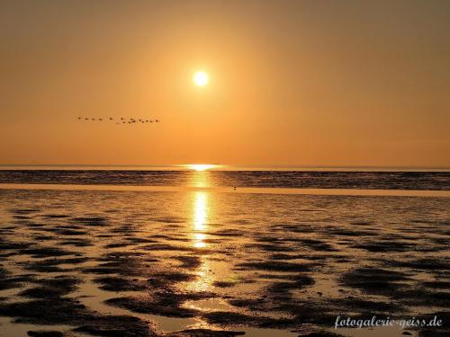 Vogelschwarm-im-Sonnenuntergang-im-Watt-an-der-Nordsee