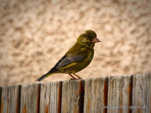 Junger Gruenfink auf Holzzaun in Kostheim fotografiert