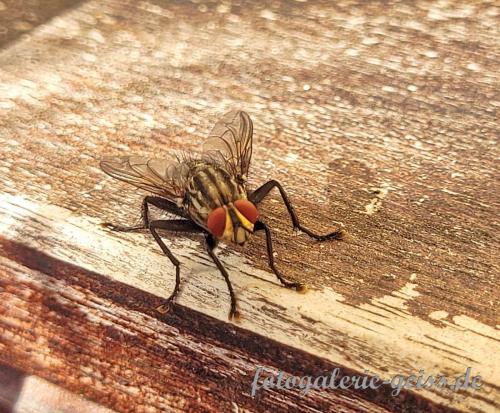 Fliege-auf-Holztisch